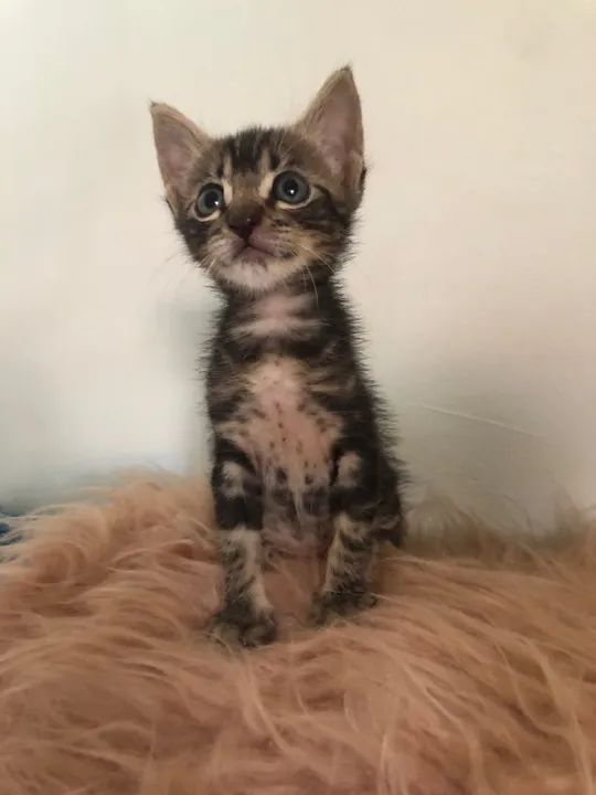 Tigradinho lindo disponível para adoção responsável  - Foto 4