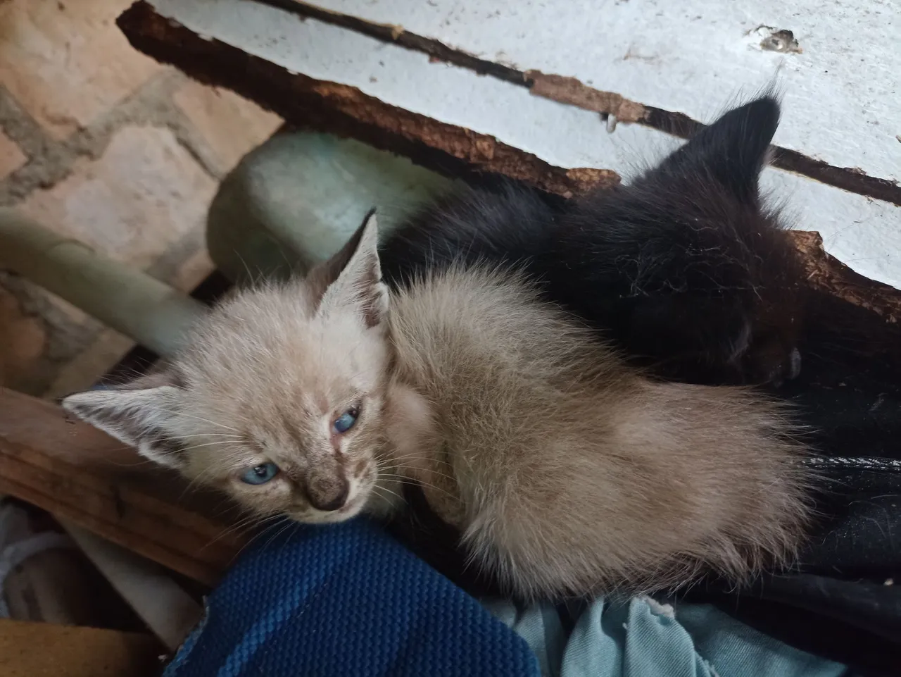 Gatinhos fofos para adoção!