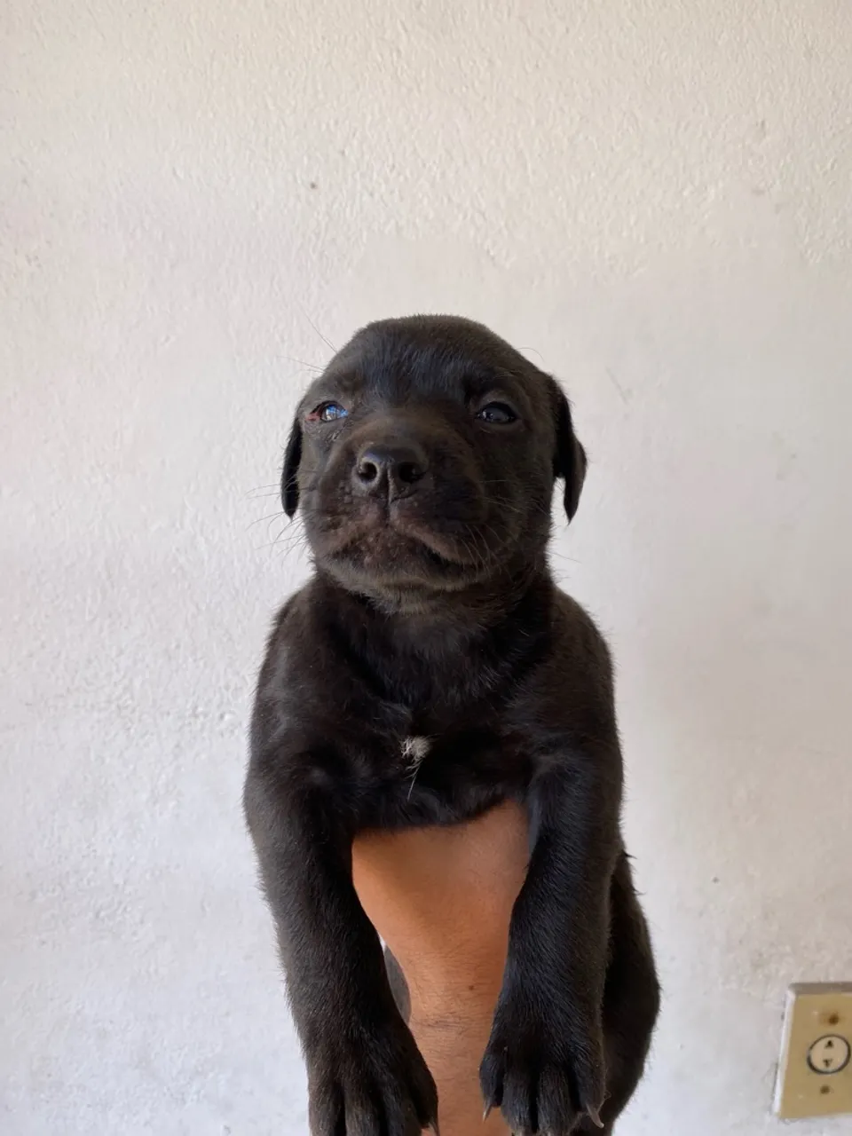 Filhote de Pitbull