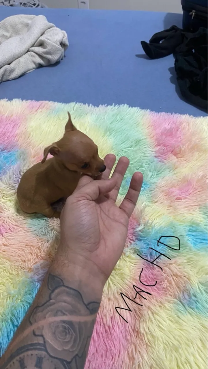 Filhote Femea e Macho de Pinscher
