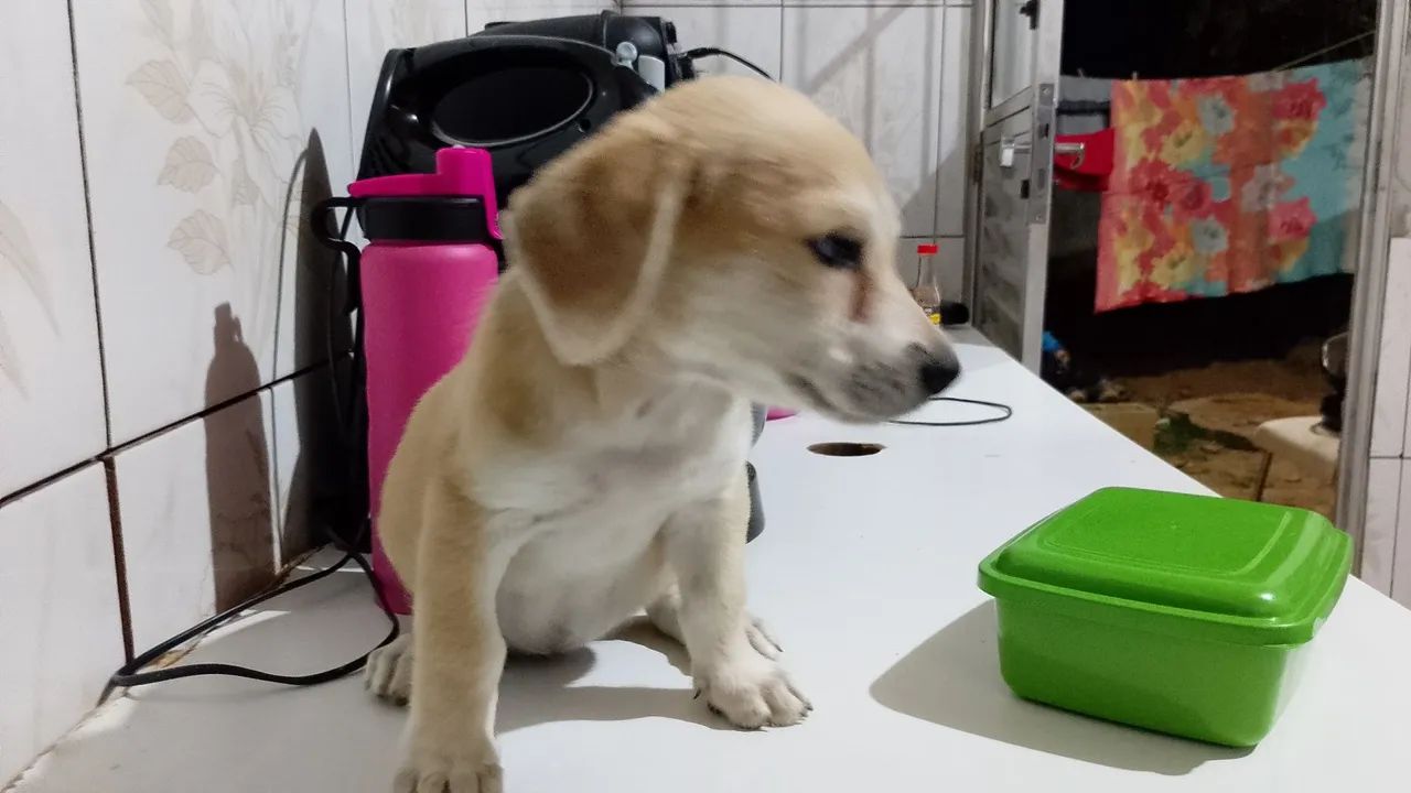 Filhote de cachorro disponível para adoção - Foto 2