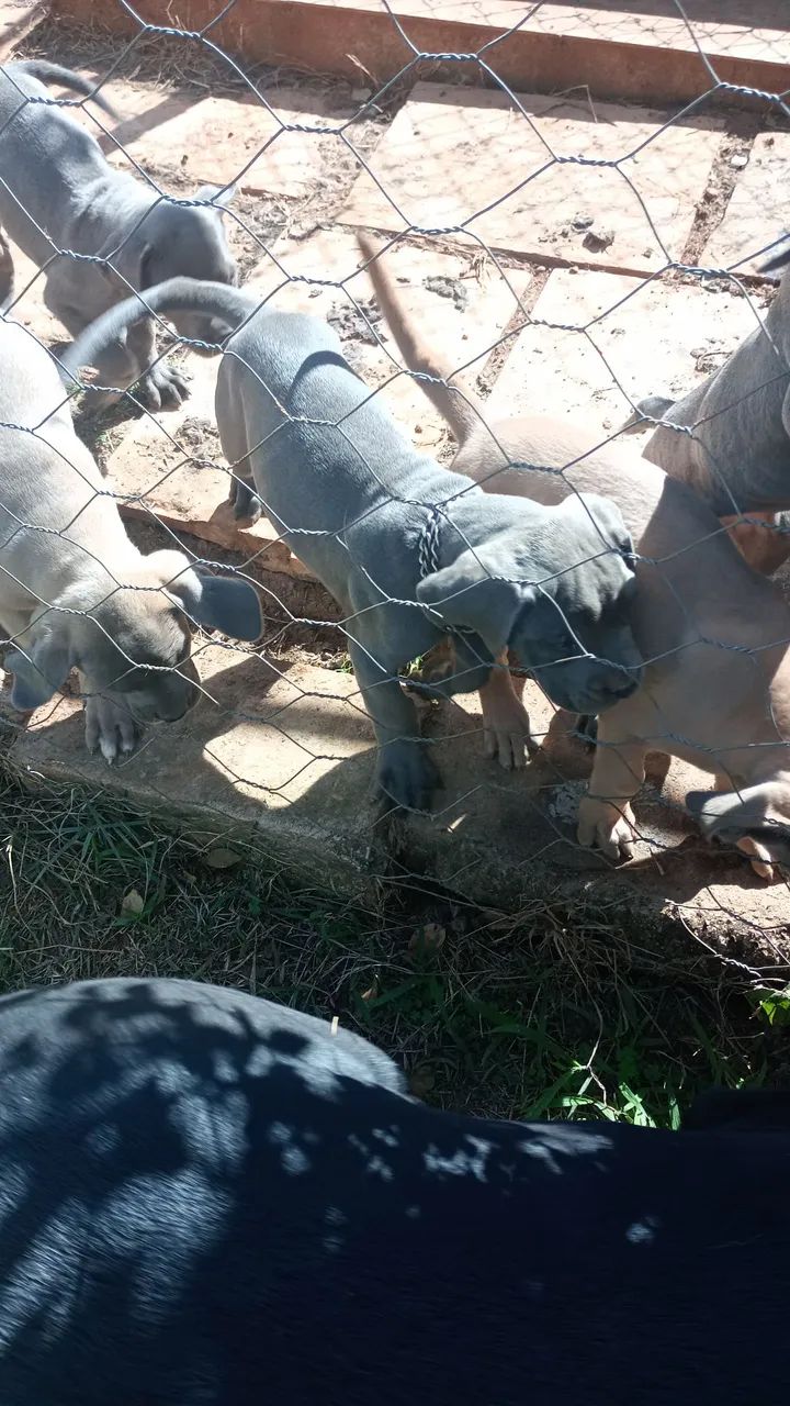 Filhote cane corso - Foto 4