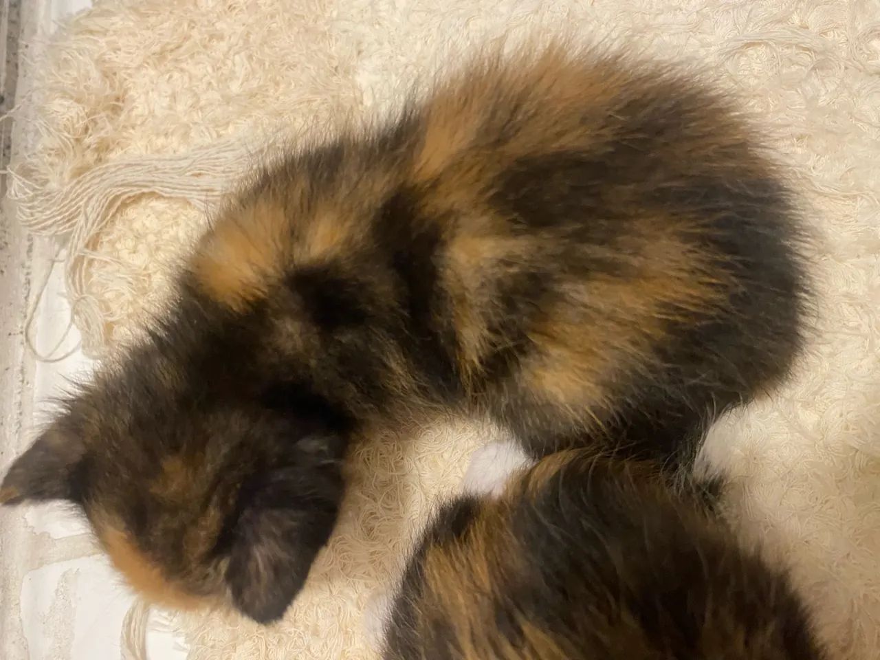 Filhote de gato - Foto 4