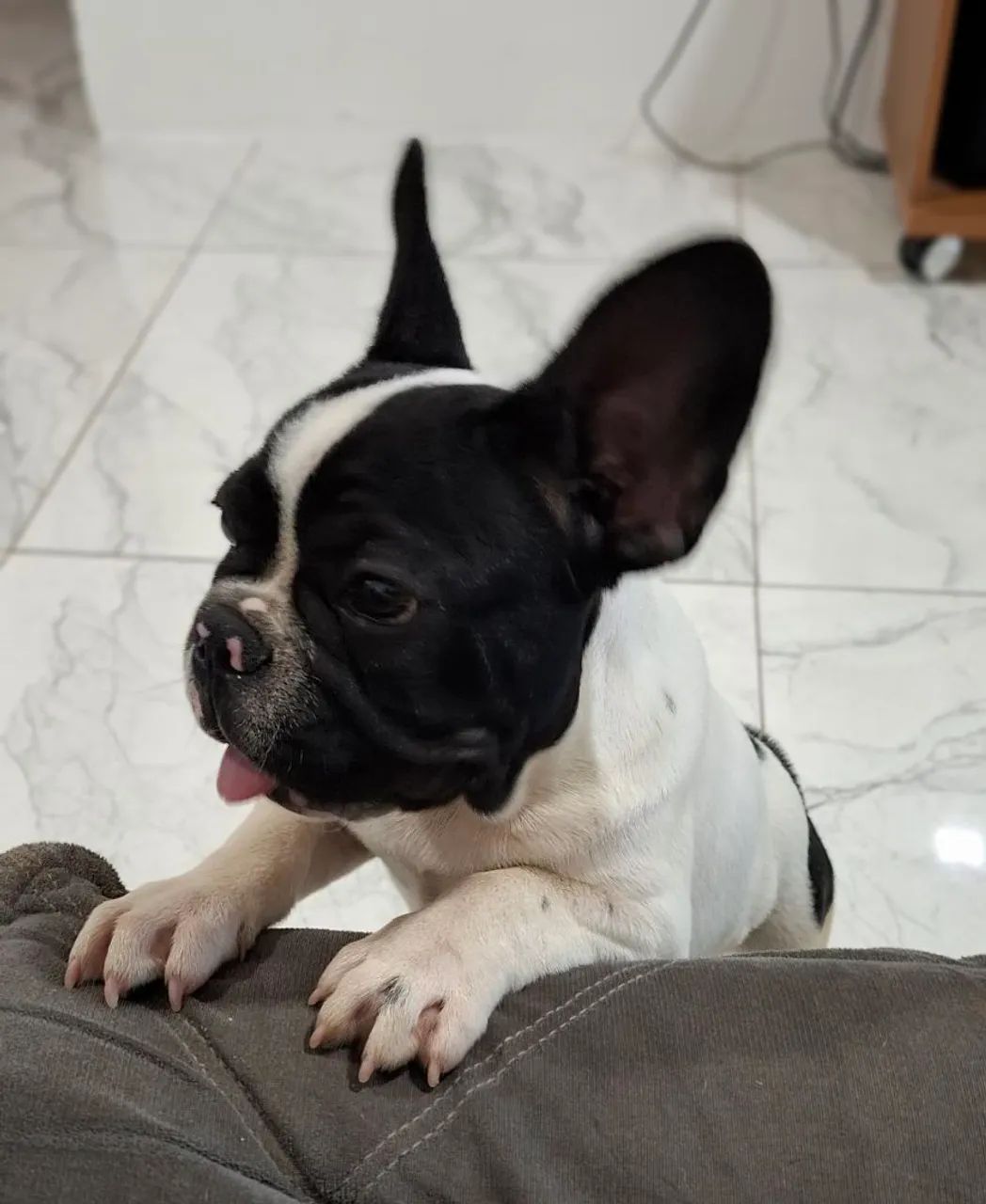 Filhote de Bulldog Francês - Foto 5