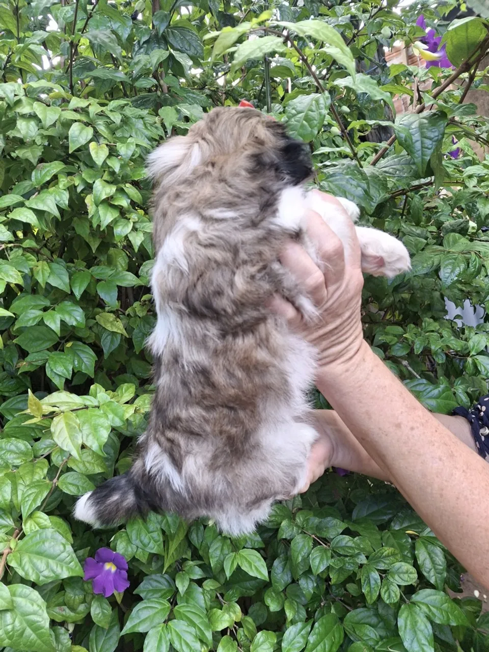 Filhote Shih Tzu fêmea 