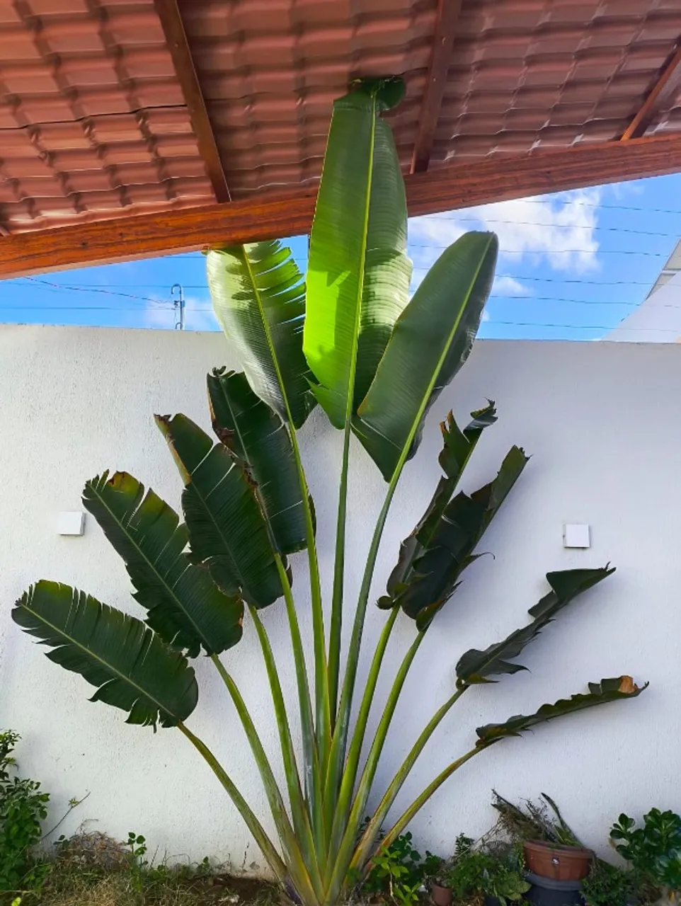 Planta palmeira Ravenala 2,5m