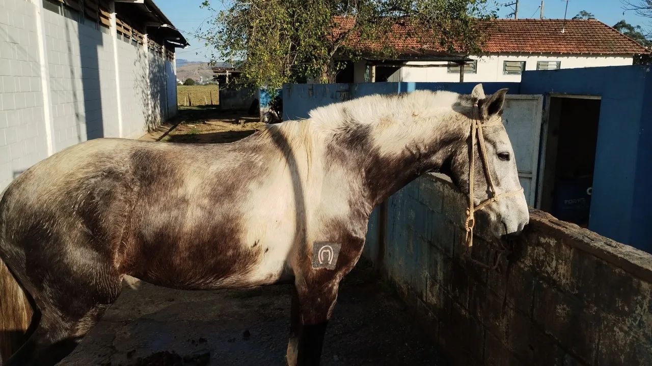 Égua pampa de tordilha registrada no definitivo marcha batida  - Foto 5