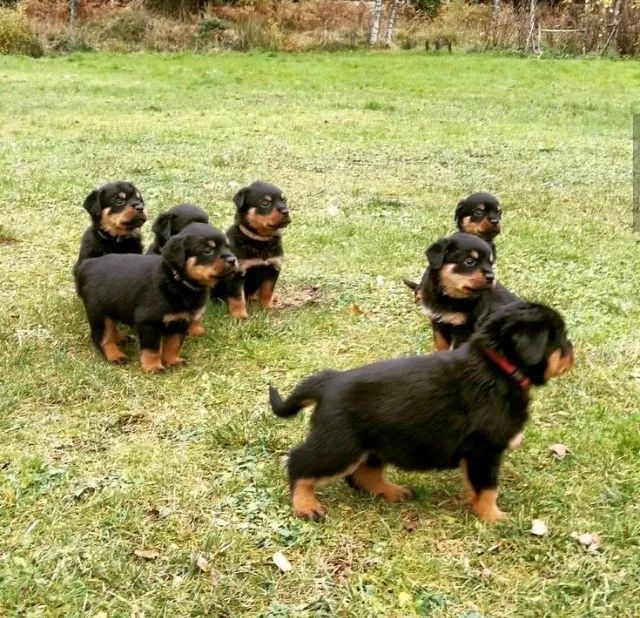 Rottweiler: Ele Será Seu Novo Melhor Amigo Guardião e Companheiro 
