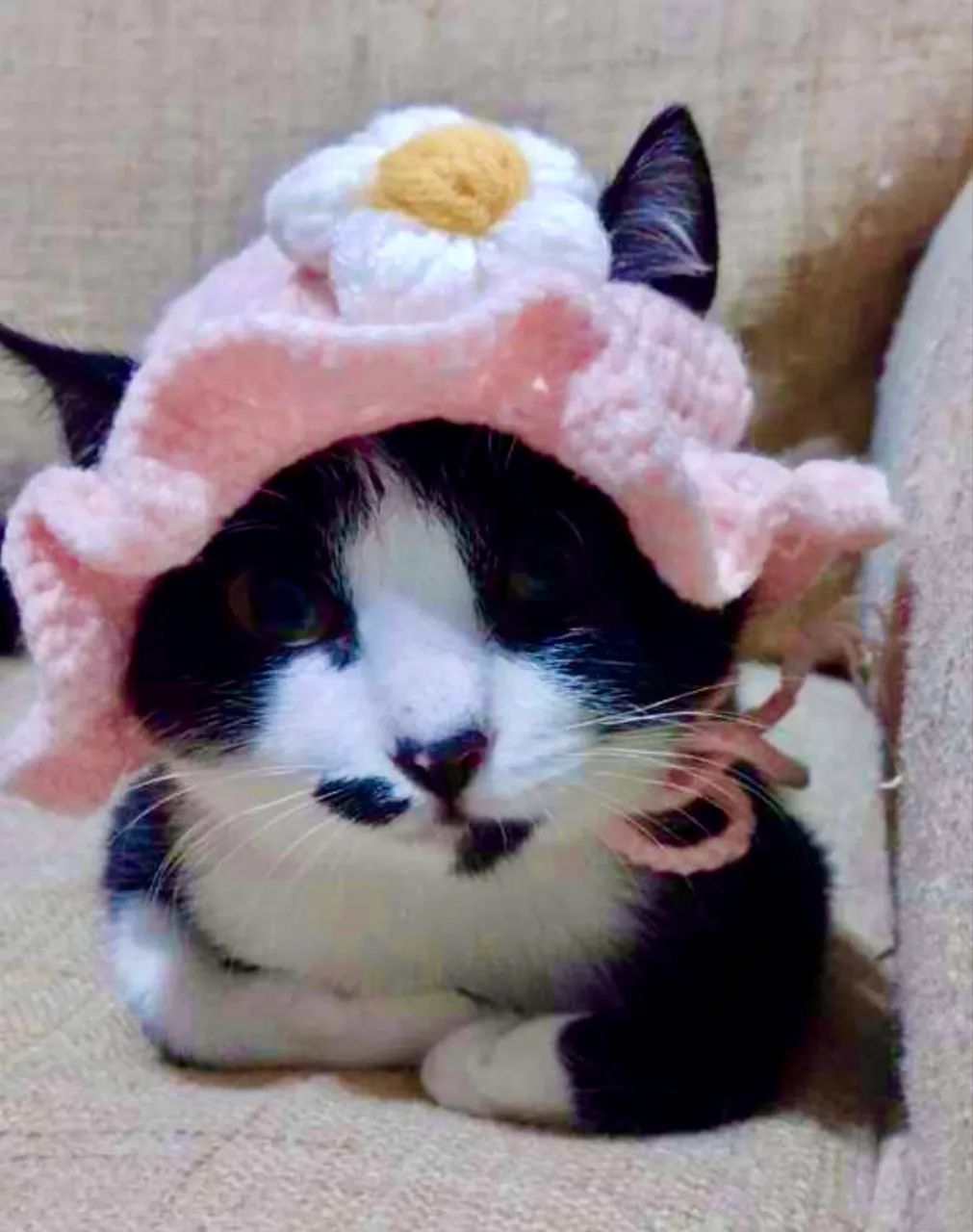 Chapeuzinho em crochê para pets $50 - Foto 5