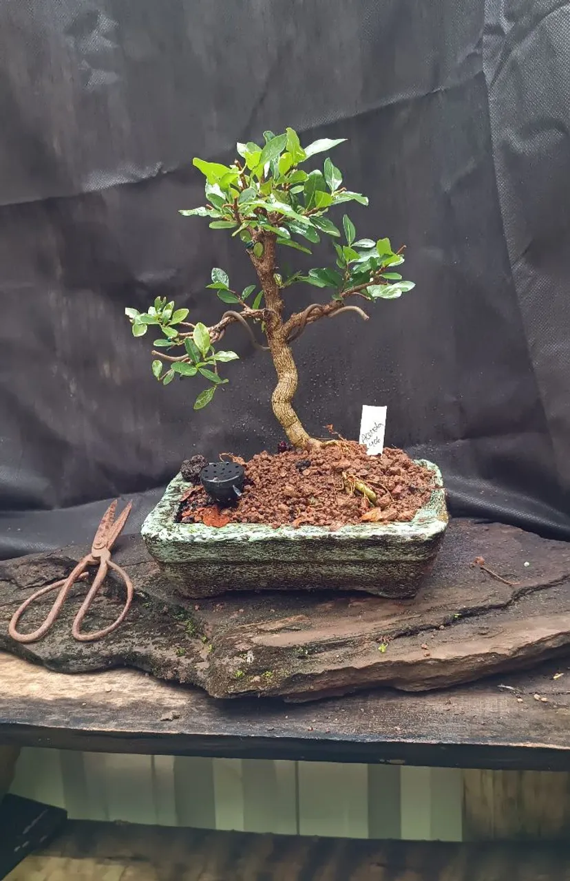 Bonsai de acerola
