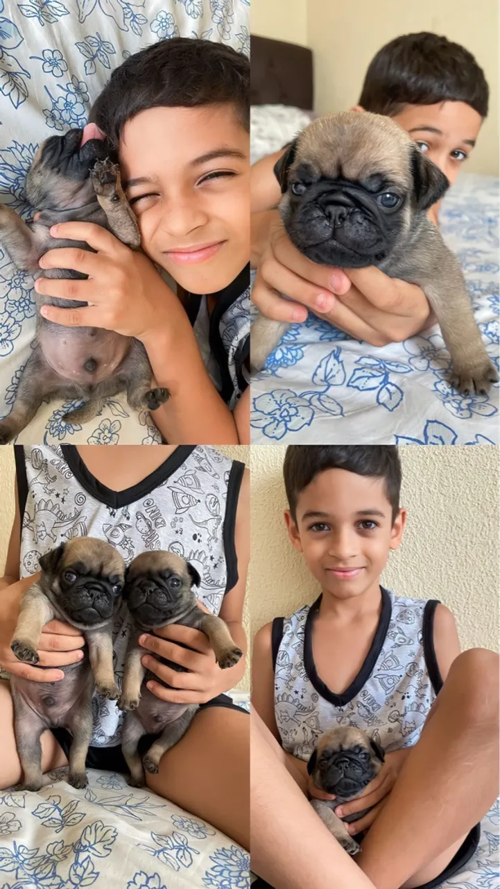 Filhotes de Pug