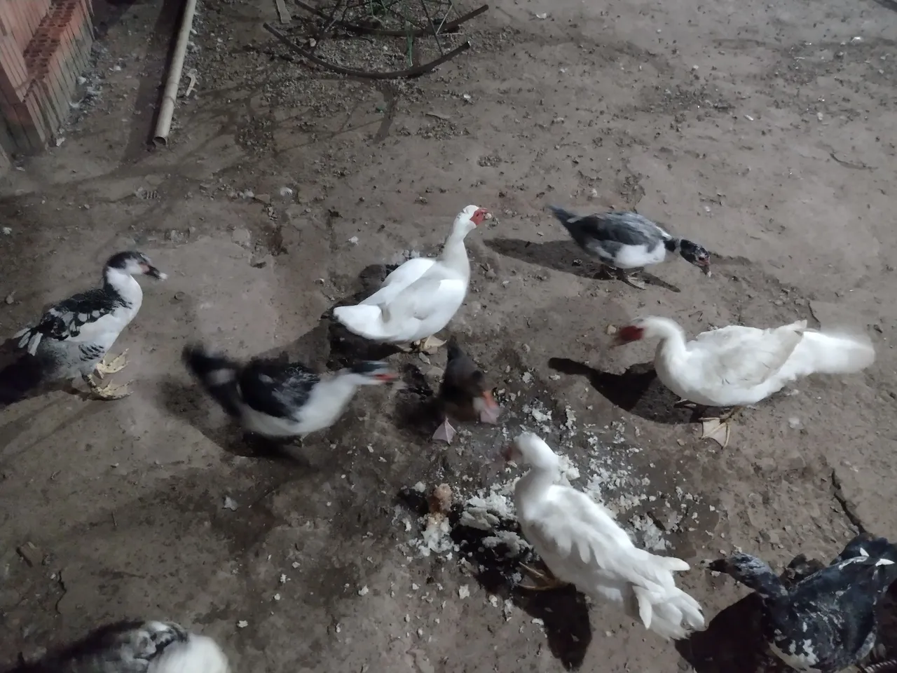 Lindos pato 