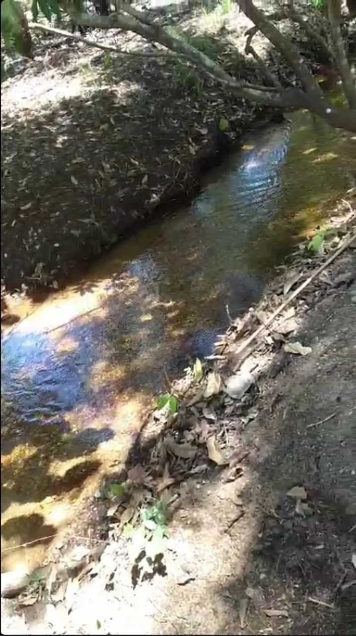 CHACARA 2 ALQUEIRES (96,8 MIL M²)UMA MORADA CORREGO E MINA D"AGUA  PERENE TODO ANO - Foto 9