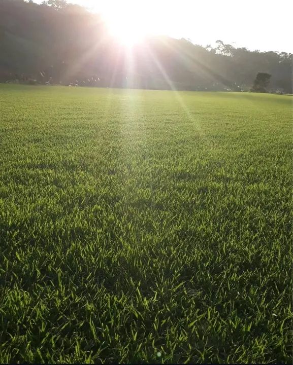 Grama de qualidade!! Esmeralda ou São Carlos. - Foto 3