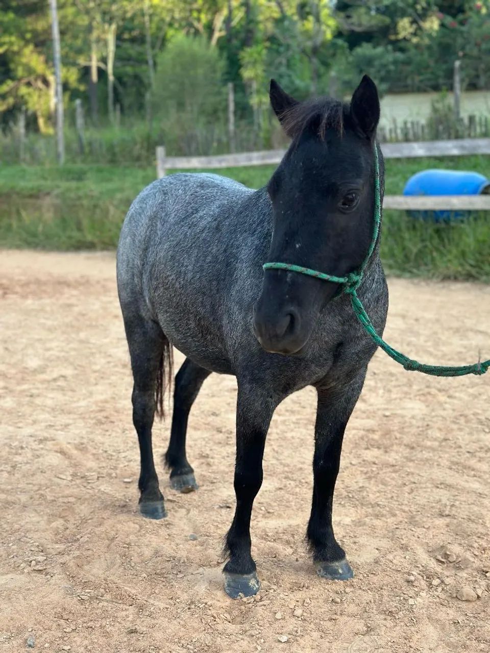 Mini pônei fêmea rosilha negra 