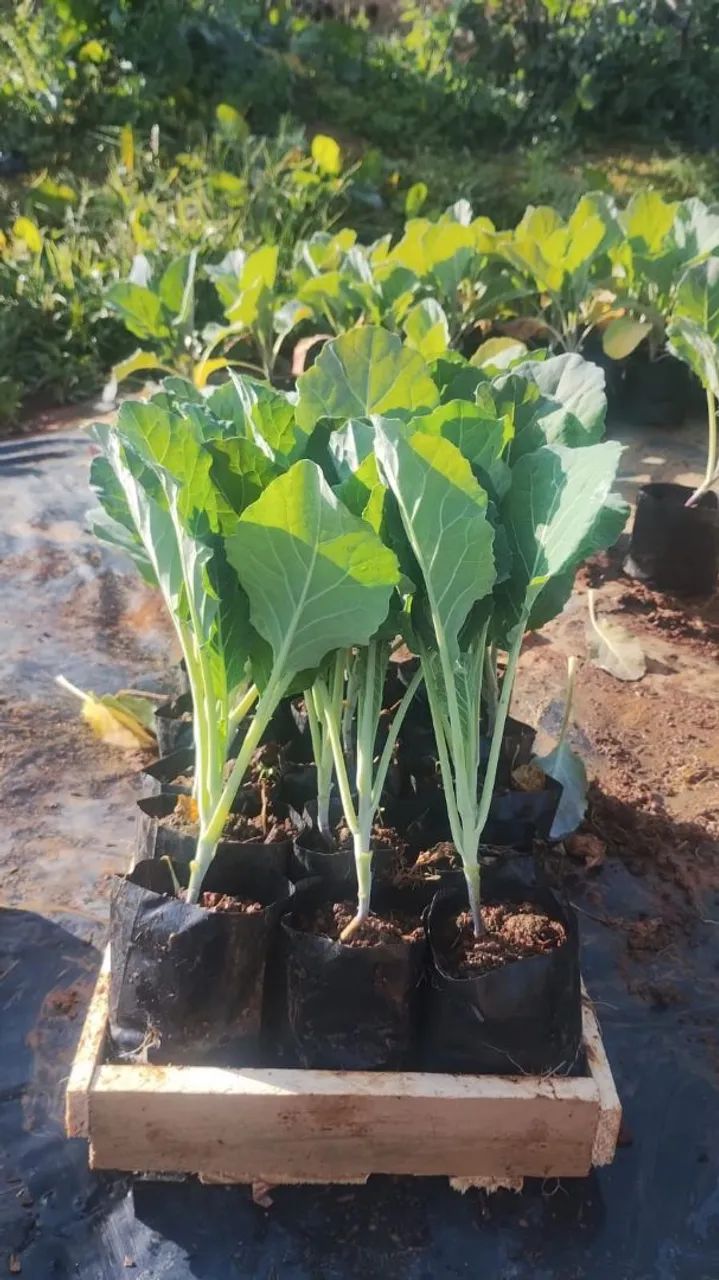 Ervas e temperos naturais,monte a horta na sua casa por ótimo preço 