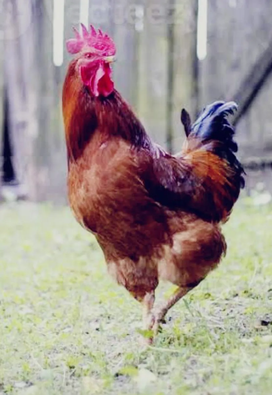 Galo vermelho