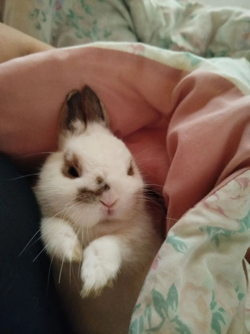 Coelhinho anão para Venda - Foto 2