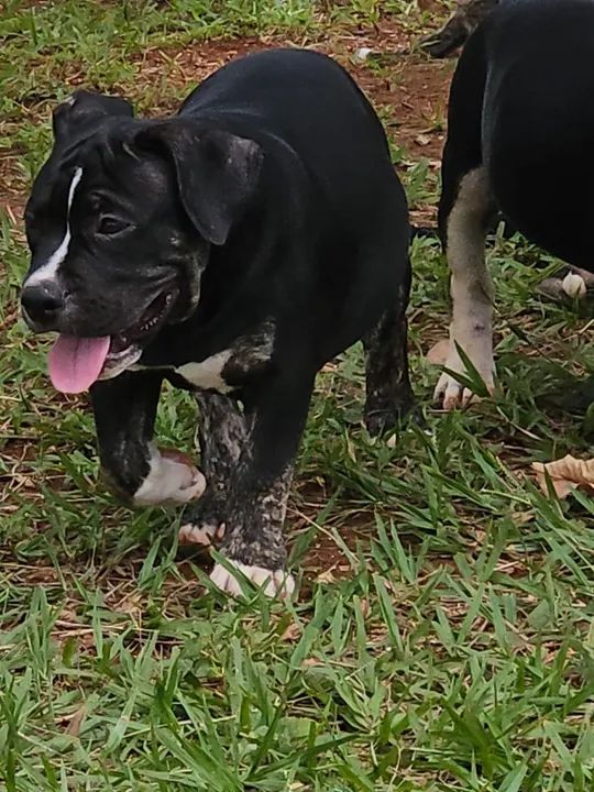 American Bully Pocket 