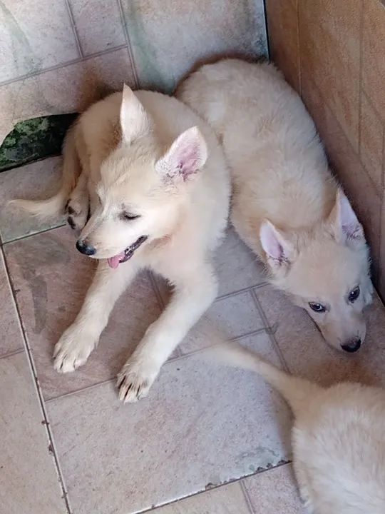 Pastor Branco Suíço 