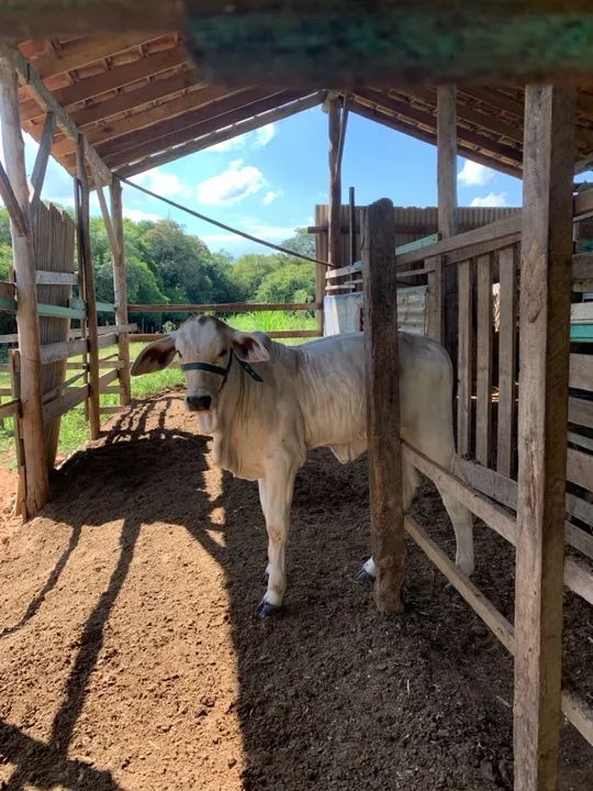 Vaca nerole branca e a filha dela com nerole pintado.