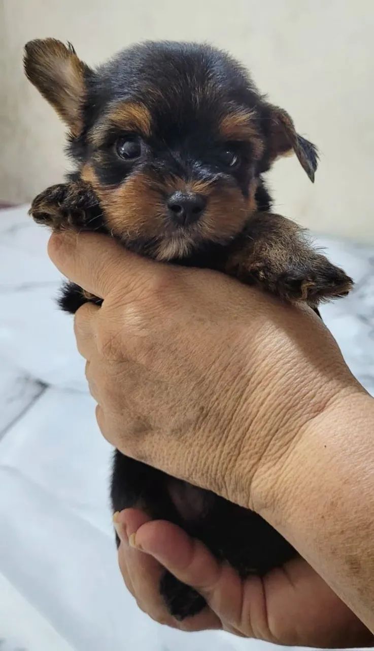 Filhote de Yorkshire Terrier com 41 dias Macho - Foto 4