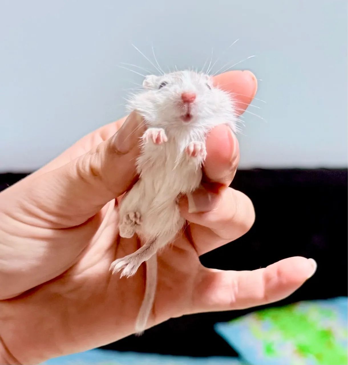 Gerbil - (Esquilo da Mangólia)