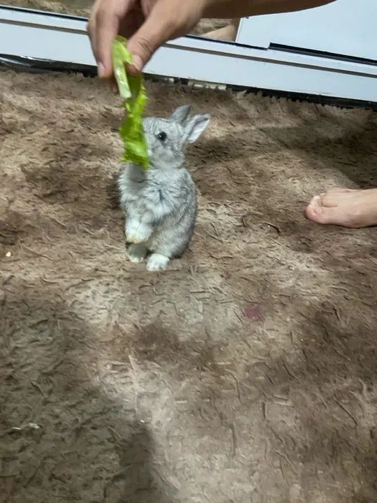Coelhinho fofinho  - Foto 2