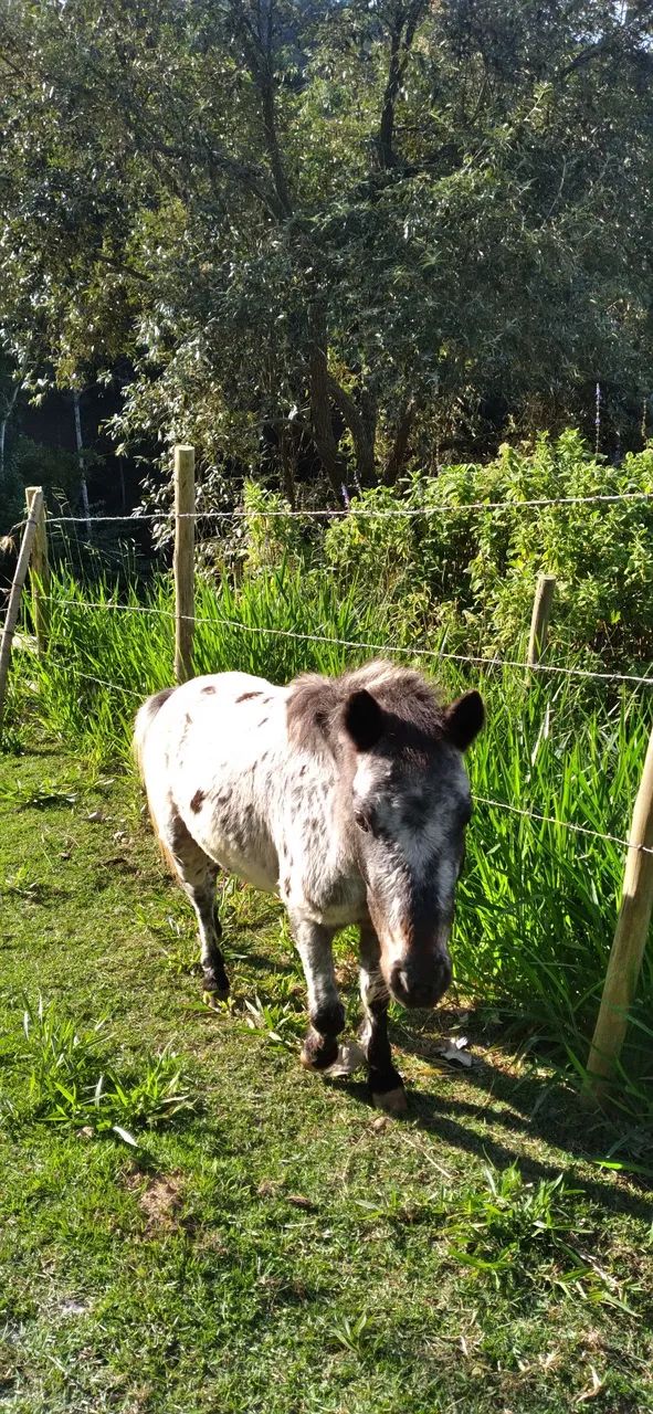 Mini pônei macho inteiro  - Foto 4