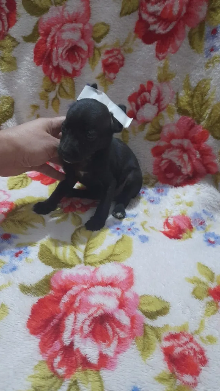 filhote pinscher