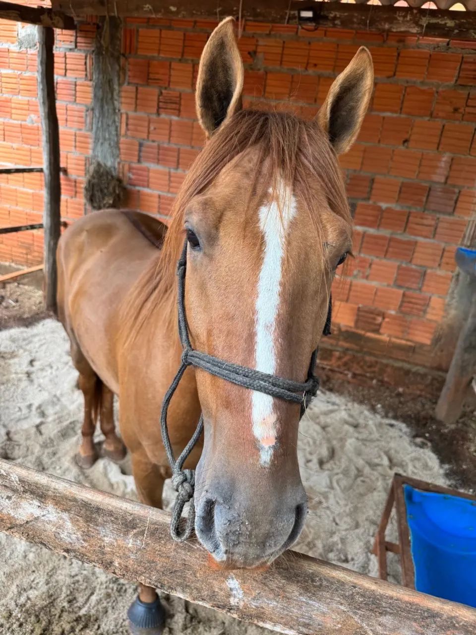 Cavalo vaquejada  - Foto 3