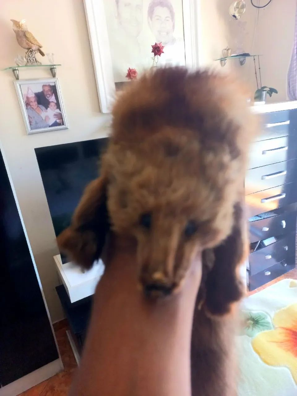 Estola de pele legitima  - Foto 3