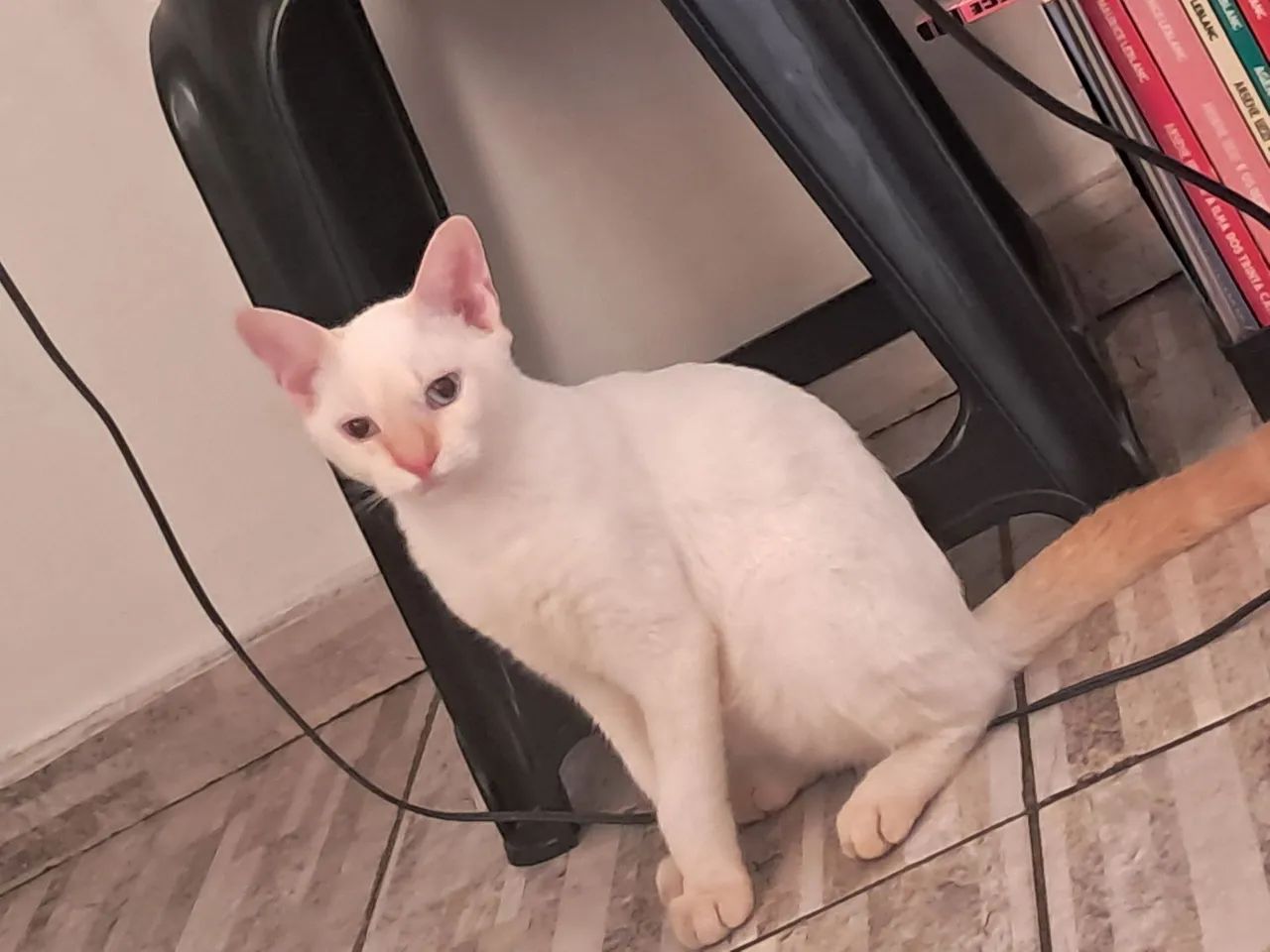 Gatos para doação (branco é macho e a outra é femea) - Foto 6