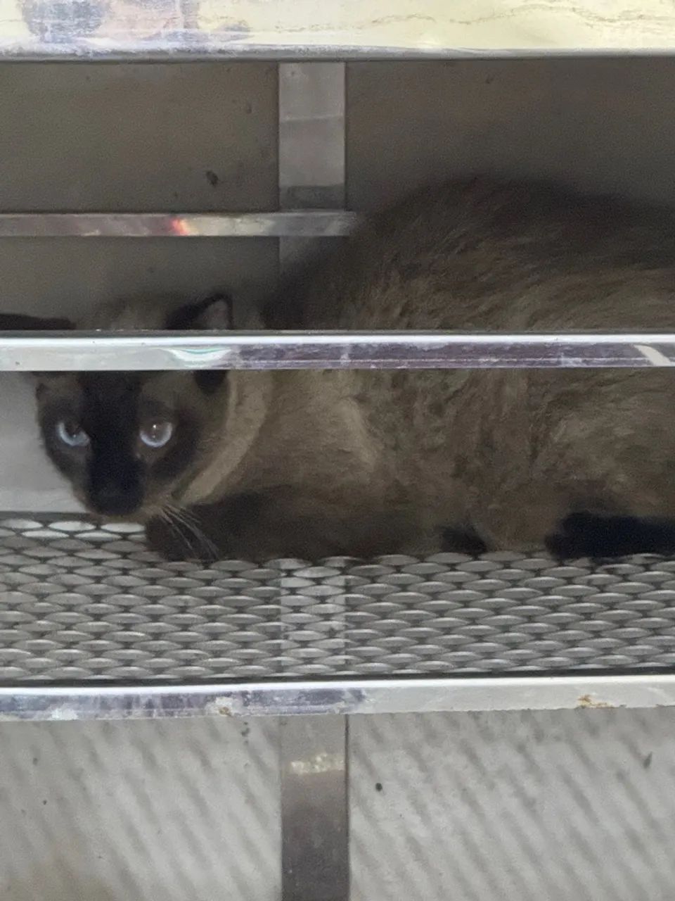 Gato Siamês  para adoção - Foto 2