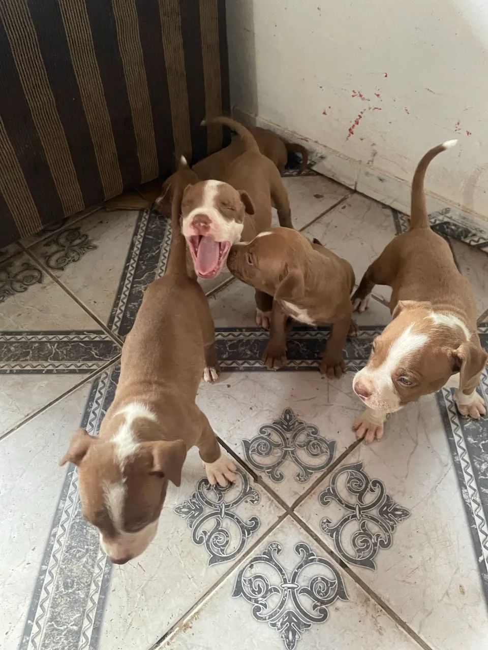 Pitbulls filhote  - Foto 2