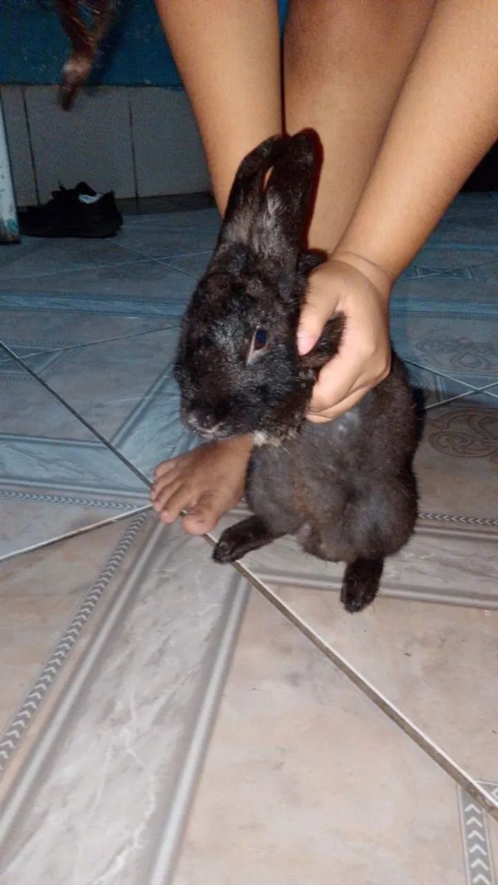 Coelho preto fofinho para adoção