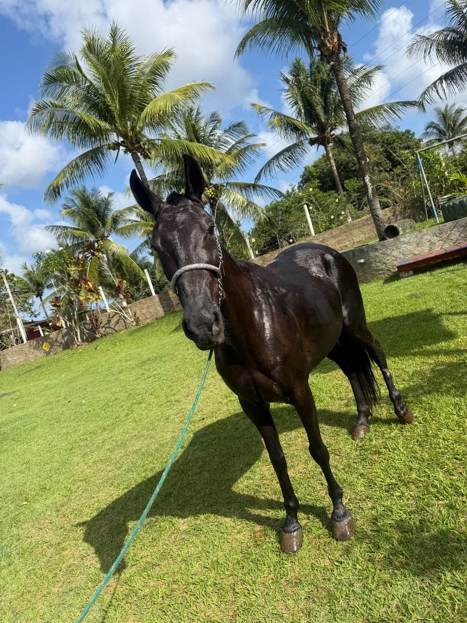 ÉGUA MM  - Foto 2