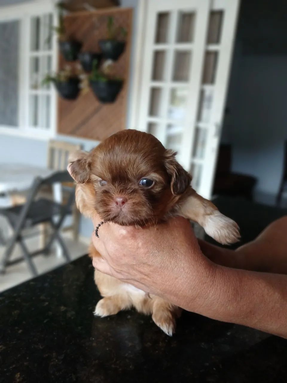 Filhote Shih Tzu - Foto 4