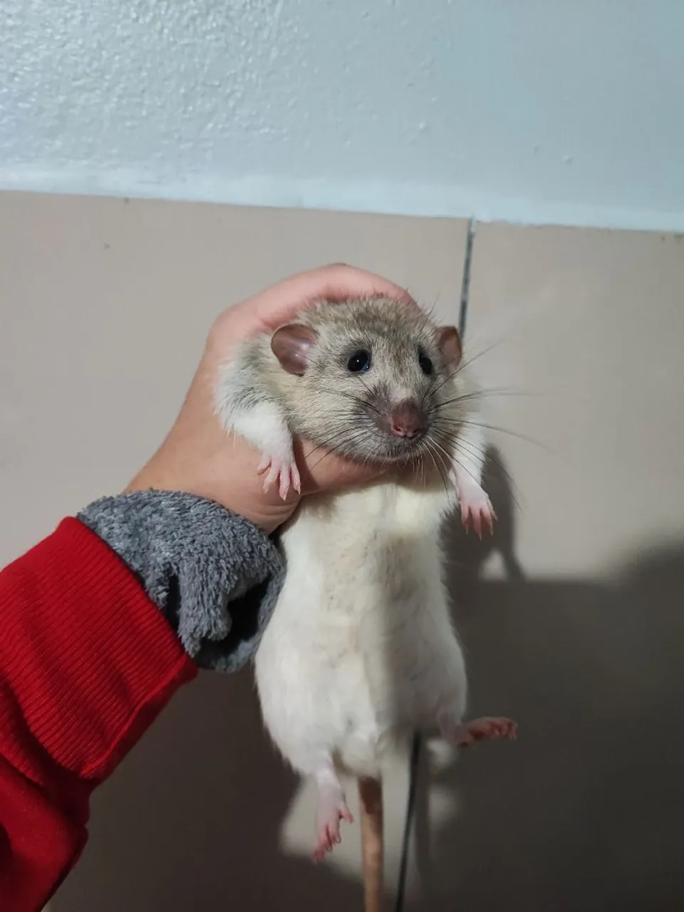 Doação Rato twister de 1 ano. 