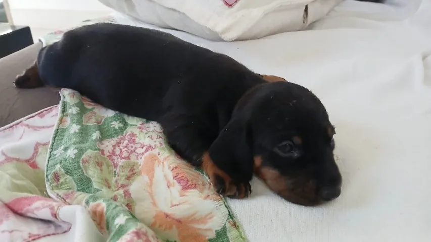 Vende-se cachorros salsichas