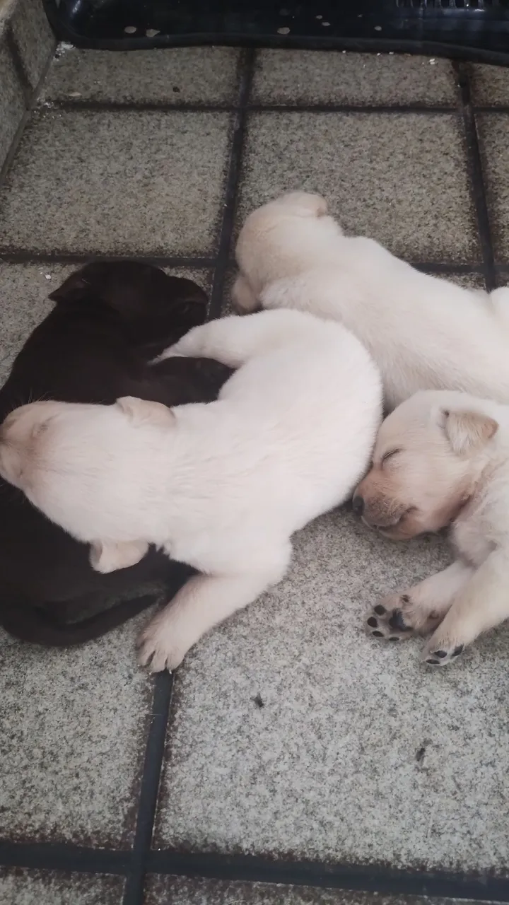 Labrador preço 500