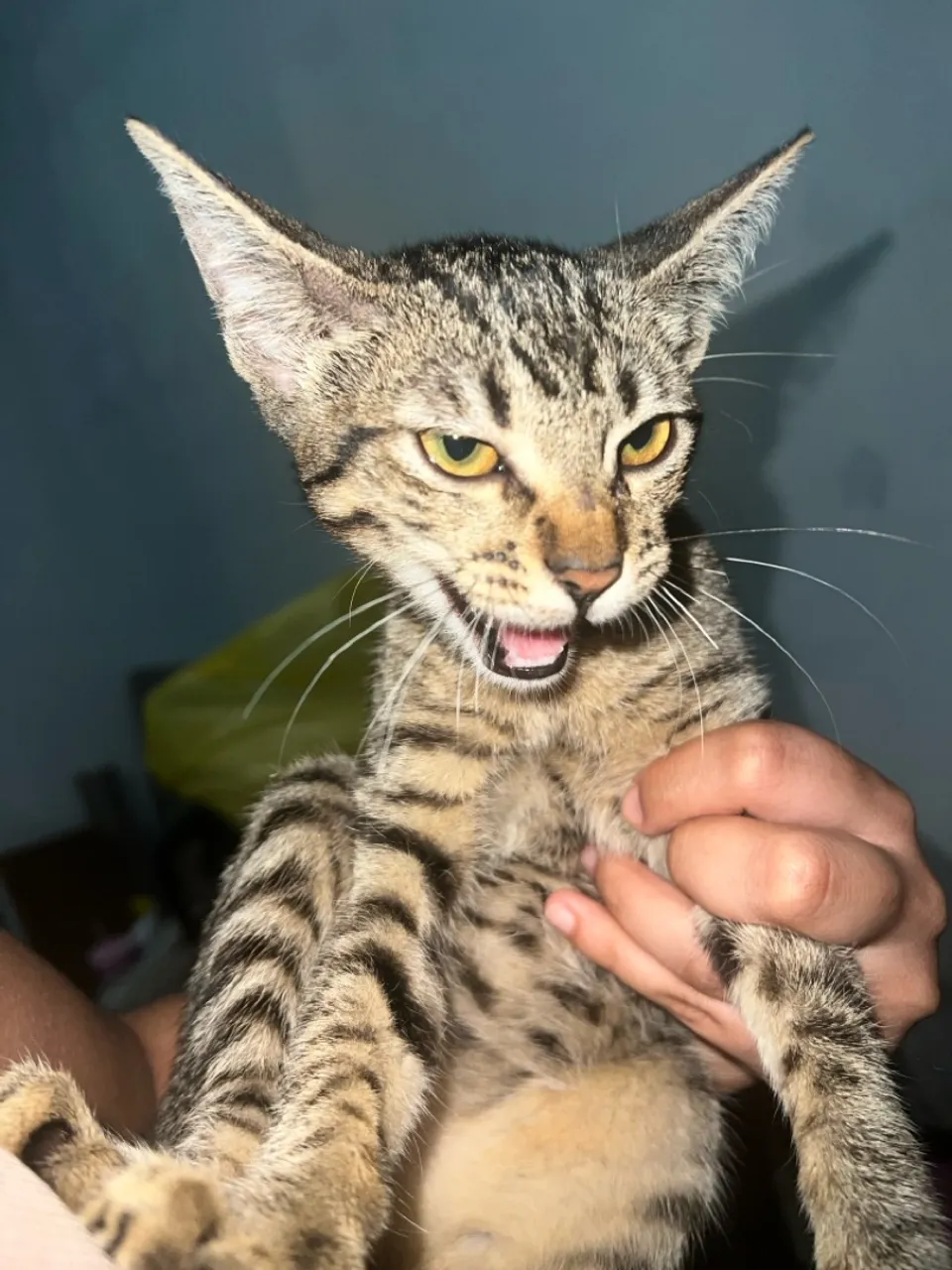 Gatinha Tigrada para Adoção - Filhote Esperto