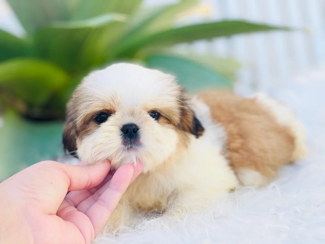 Maravilhoso macho Mini Shih tzu - Foto 4