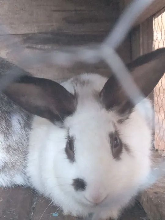 Coelha mojando 45$$$$ - Foto 4