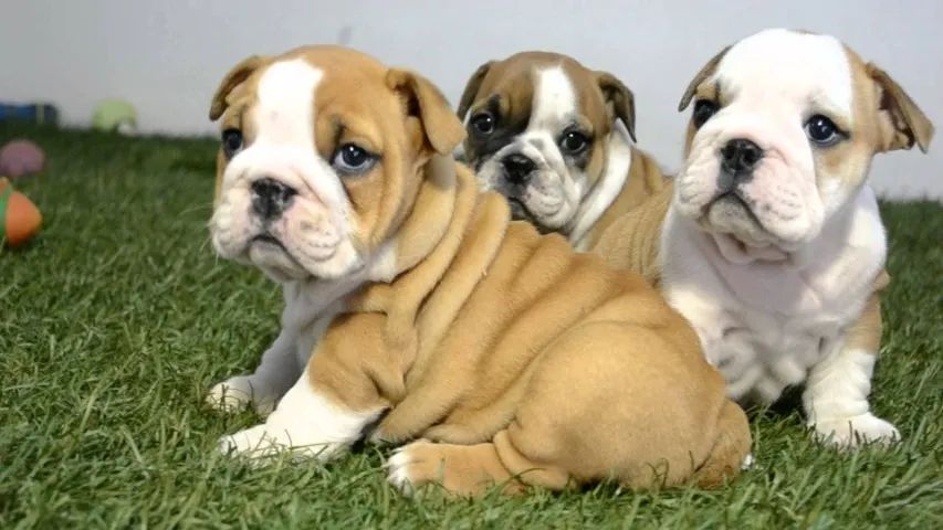 Bulldog Inglês branco/malhado/vermelho/red brindle, com garantias genéticas e suporte vet!