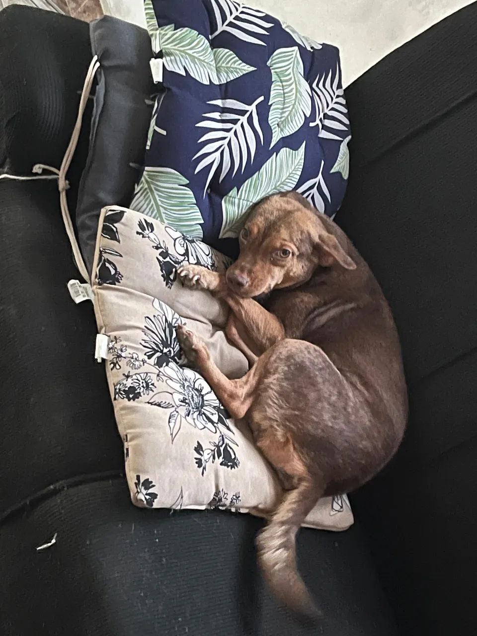 Cachorrinha pra adoção 