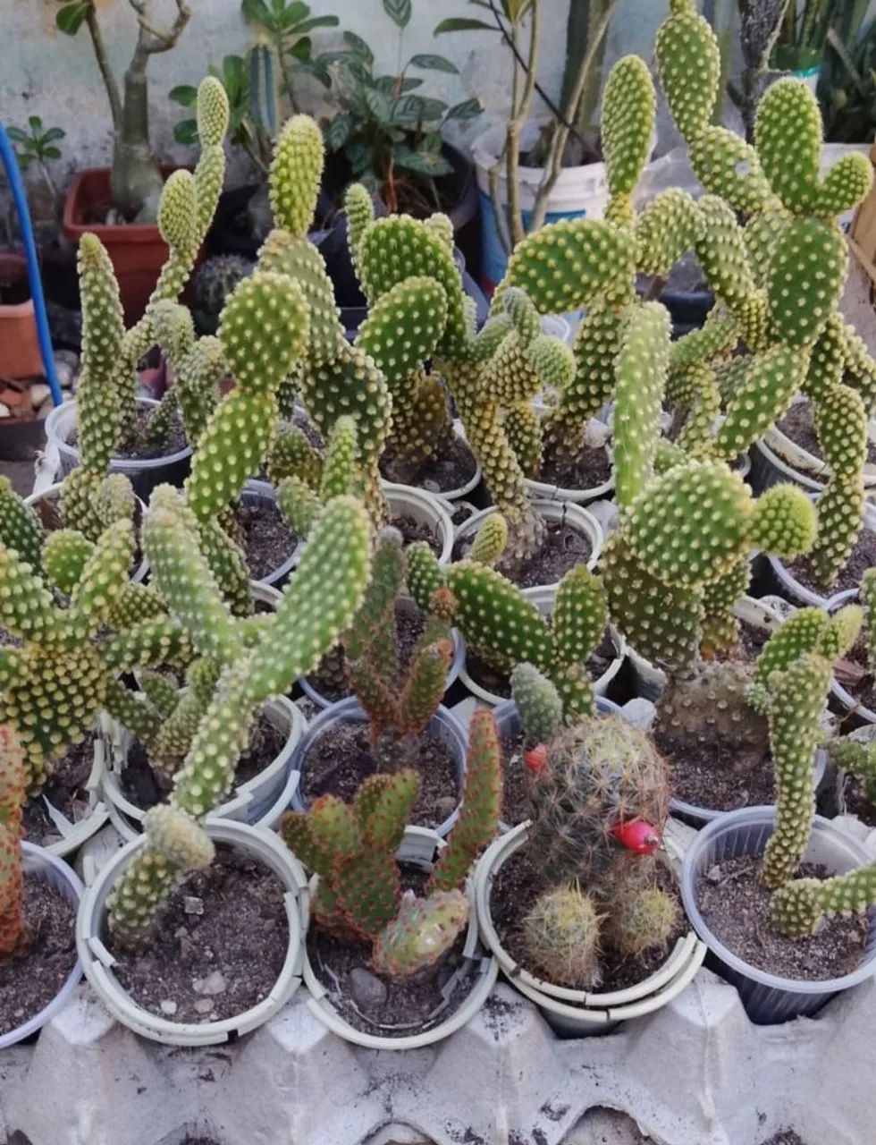 Cactos