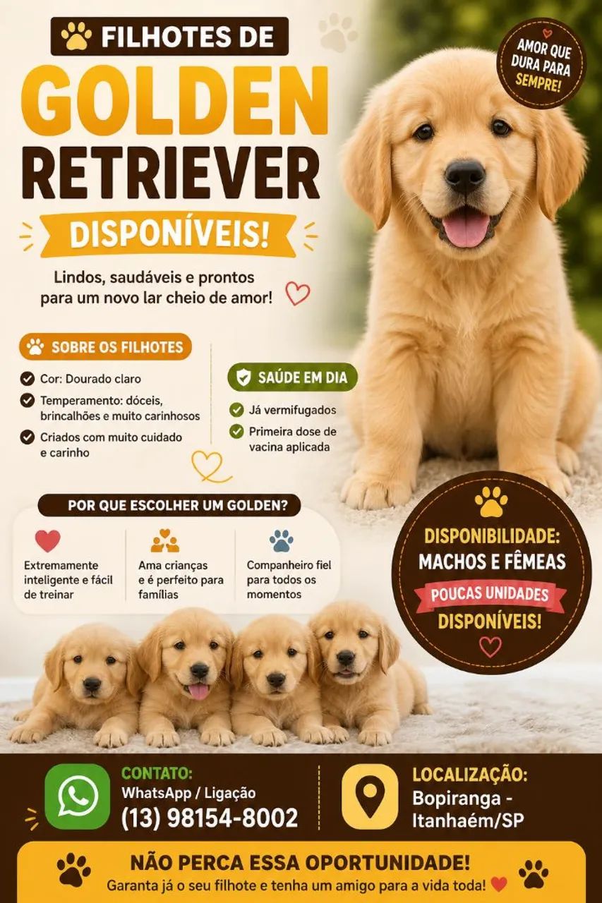 Goldens Retriever Disponíveis 