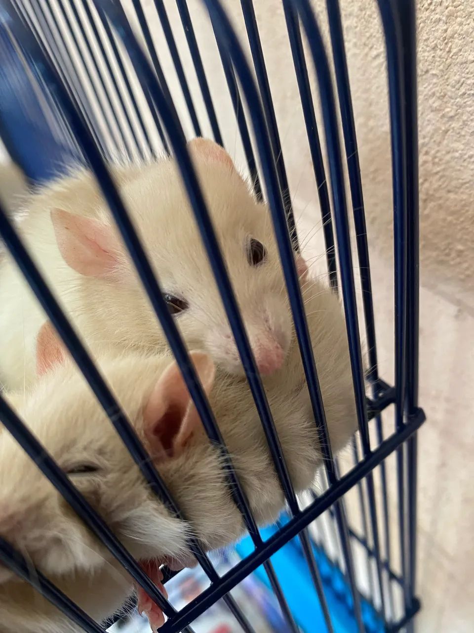 Doação twister mercol - Foto 2