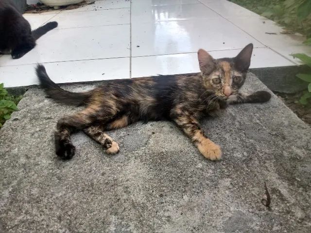 Duas gatinhas para doação - Foto 2